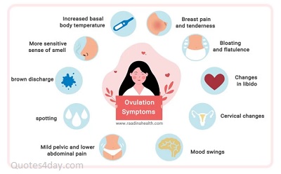 Main Symptoms of Ovulation